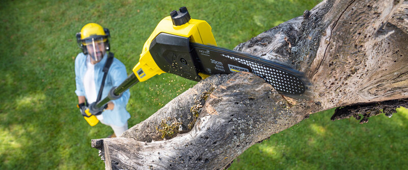 Professional tree care services 🌿
