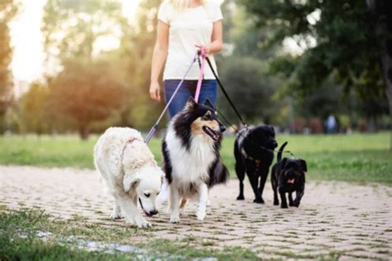 Dog sitter в Ницце, Каннах, Антибе, Монако – прогулки, присмотр, кормление, игры