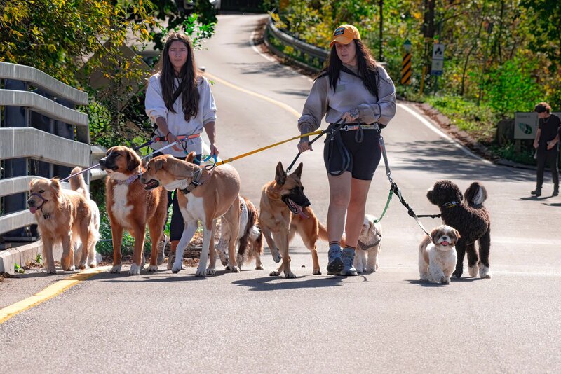 Dog sitter in Nice, Cannes, Antibes, Monaco — walks